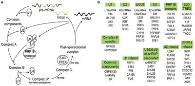 Ubiquitination and Ubiquitin-Like Modifications as Mediators of Alternative Pre-mRNA Splicing in Arabidopsis thaliana